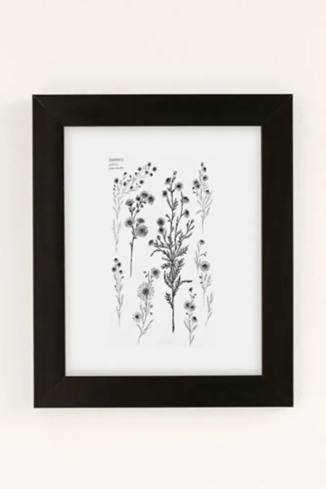 Bailey Drinkwater Chamomile Flower Study Art Print