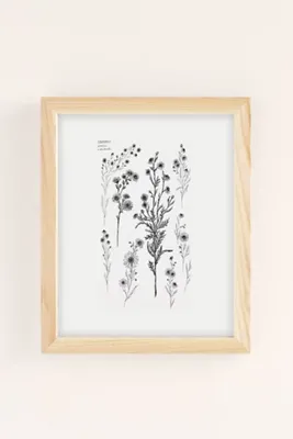 Bailey Drinkwater Chamomile Flower Study Art Print