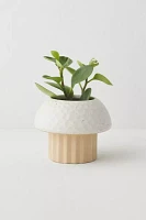 Cayla Mushroom Planter