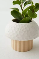 Cayla Mushroom Planter