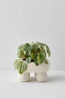 Chair Planter