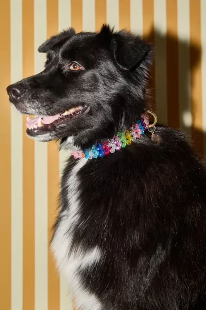 Susan Alexandra Beaded Dog Collar