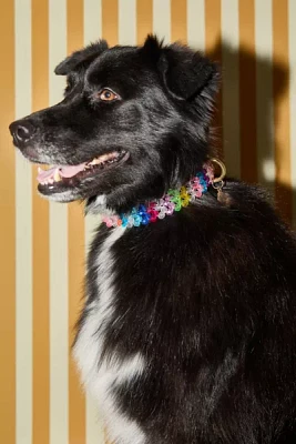 Susan Alexandra Beaded Dog Collar