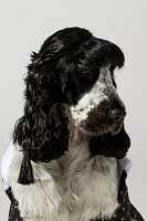 Wednesday Addams Pet Costume