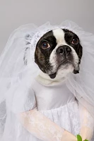 Bride Pet Costume