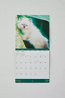 Kittens 2025 Mini Wall Calendar