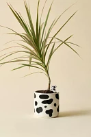 Moo Peeking Cow Ceramic Planter