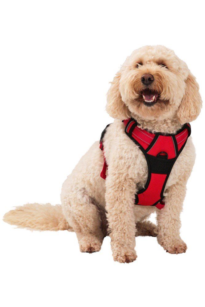 Dog Reflective Padded Harness - Small 