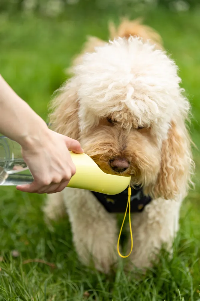 Pet Water Bottle - 11.6oz