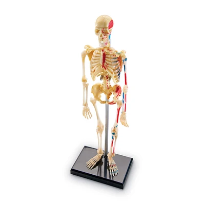 Learning Resources® Skeleton Anatomy Model