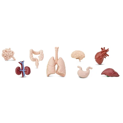 Safari Ltd® Toob® Human Organs