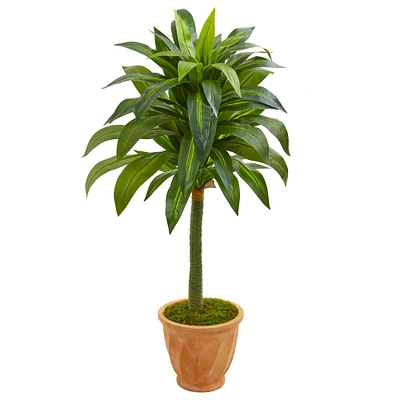 4ft. Dracaena in Terracotta Planter