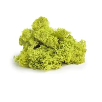 SuperMoss® Chartreuse Preserved Reindeer Moss, 2oz.