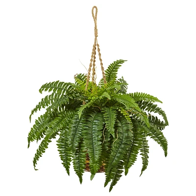 33" Boston Fern in Hanging Basket