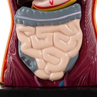 Toy Time Human Anatomy Model for Laboratory Learning