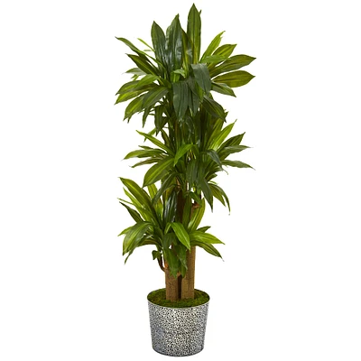 4.5ft. Corn Stalk Dracaena in Black Embossed Tin Planter