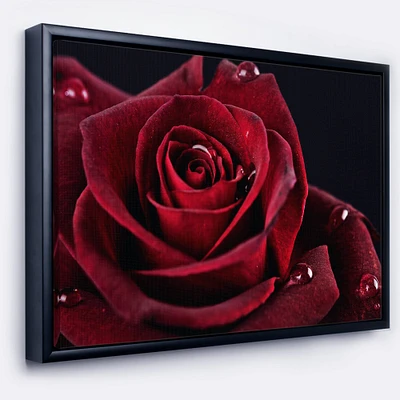 Designart - Red Rose with Raindrops on Black