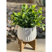 Flora Bunda® 10.7" Tea Leaf in Ridge Pot On Stand