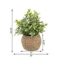 Flora Bunda® 11.7" Tea Leaf Plant in Basket