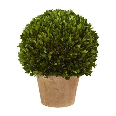 15'' Boxwood Ball Preserved Plant in Brown Planter