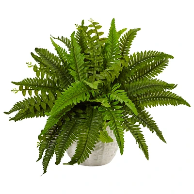 14" Boston Fern In White Planter