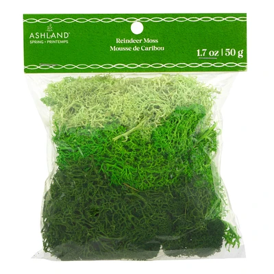 Mixed Reindeer Moss by Ashland