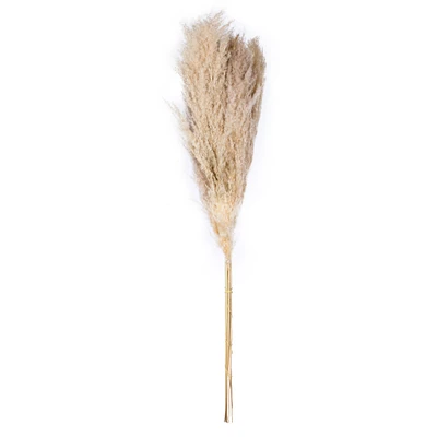 Dried Natural Pampas Grass, 6ct.