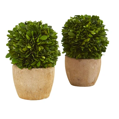 7" Boxwood Ball Plant in Decorative Planter, 2ct.