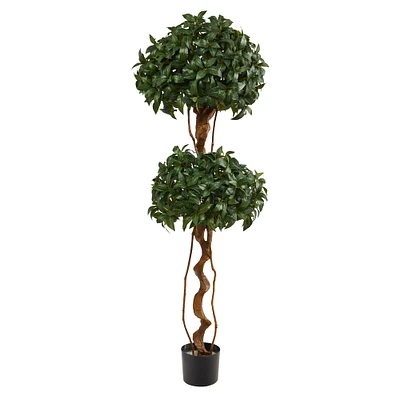 5ft. Bay Laurel Double Ball Topiary Tree