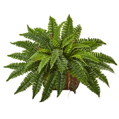 23" Boston Fern In Metallic Planter