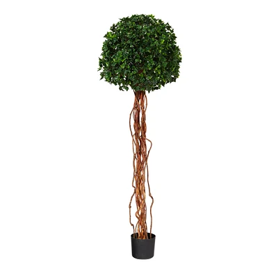 5.5ft. Potted English Ivy Ball Topiary Tree