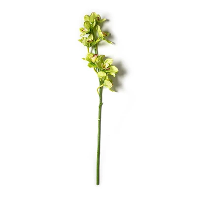 Tropical Cymbidium Stem by Ashland®