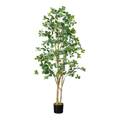 6ft. Potted Black Olive Tree