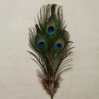Peacock Feather Picks by Ashland®