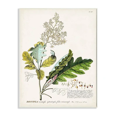 Stupell Industries Botanical Plant Bocconia Illustration Wall Art Plaque