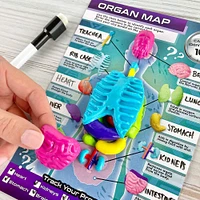 ArtSkills® Epic Lab Human Anatomy STEM Kit