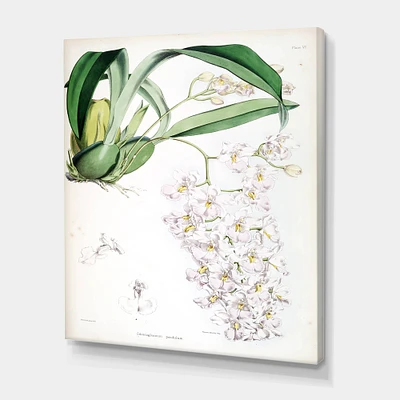 Designart - Vintage White Orchid II - Traditional Canvas Wall Art Print