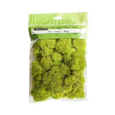 12 Pack: Reindeer Moss by Ashland®