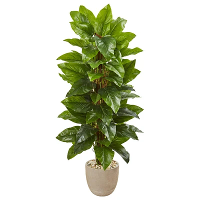 4.5ft. Philodendron in Sand Stone Planter