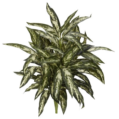 Chinese Evergreen Plant, 3ct.