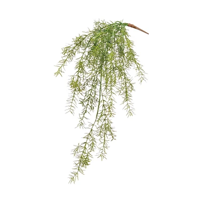 Asparagus Fern Hanging Bush