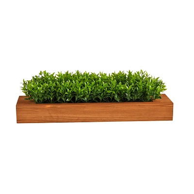 6" Sweet Grass Plant in Decorative Planter