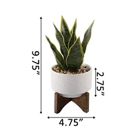 Flora Bunda® 9.7" Snake Plant in Ceramic Pot with Wood Stand