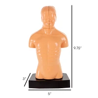 Toy Time Human Anatomy Model for Laboratory Learning