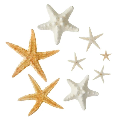 12 Pack: U.S. Shell Starfish Mix