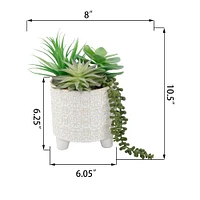 Flora Bunda® 10.5" Mixed Succulent Arrangement in Footed Ivory Cathedral Container