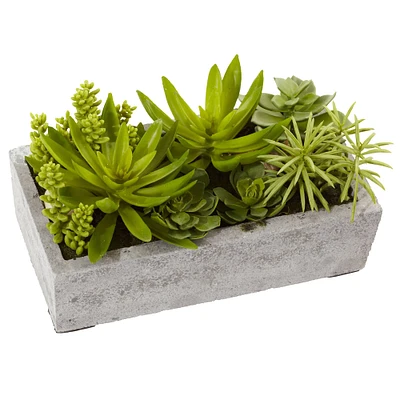 13" Succulent Garden with Concrete Planter 