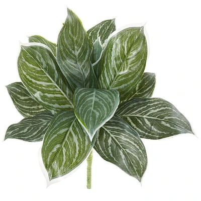 Silver Chinese Evergreen Plant, 6ct.