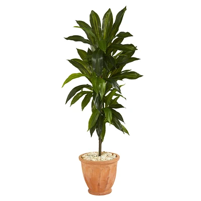 4ft. Dracaena in Terra Cotta Planter