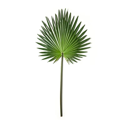 Tropical Fan Palm Stem by Ashland®